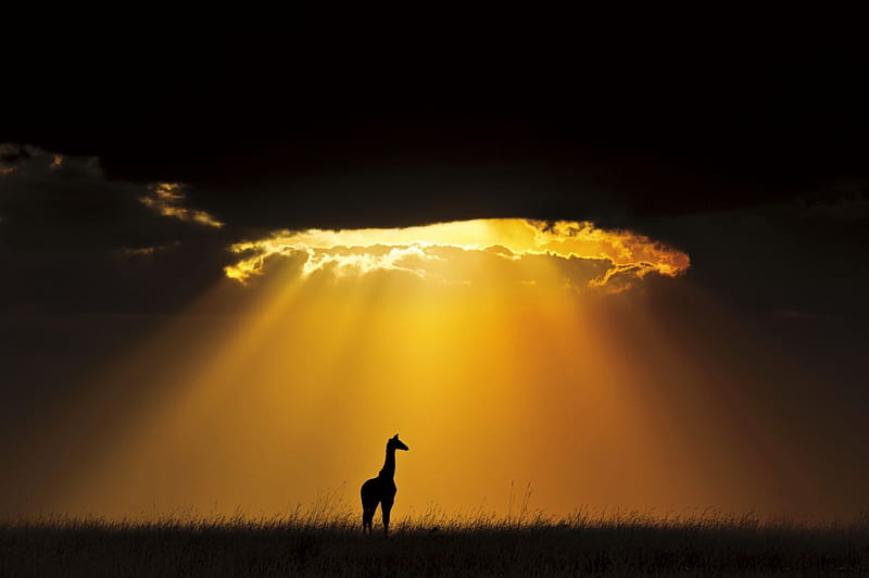 Masai Giraffe Under Setting Sun, grass, sunbeams, bonito, sunset, clouds, Kenia, nature, giraffe, animals, HD wallpaper