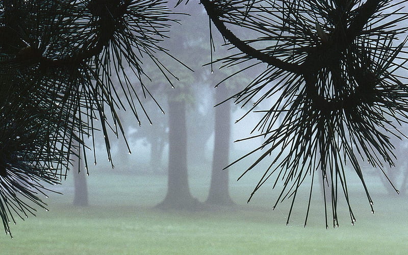Evergreens in Morning Fog, HD wallpaper