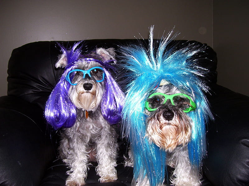 party girls, funny, dressed up, schnauzers, funny wigs, HD wallpaper