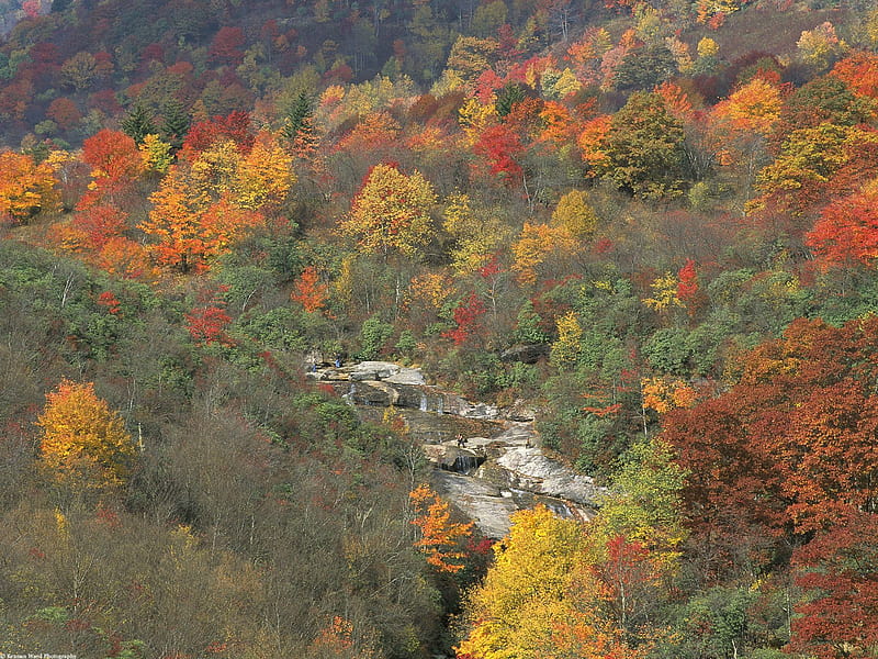 Smokey Mountain Fall, fall, autumn, creek, mountains, HD wallpaper