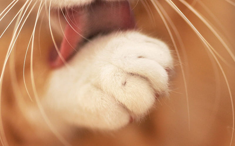 Whiskers, paw, cat, licking, HD wallpaper