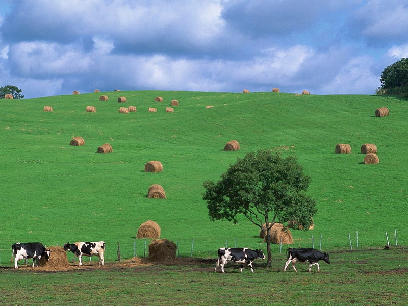 Country Field in Japan, farm, japan, green, graze, hay, dairy, field, cows, HD wallpaper