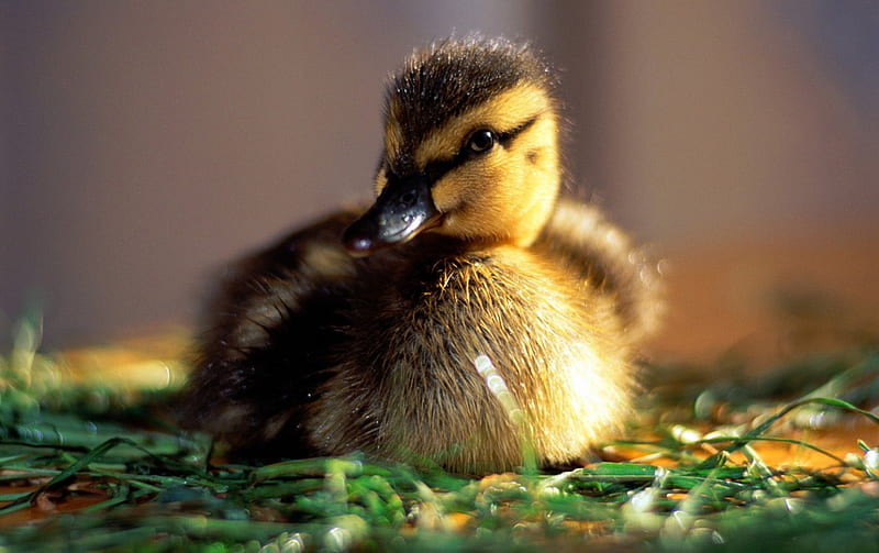 Duckling, cute, duck, bird, green, yellow, easter, HD wallpaper
