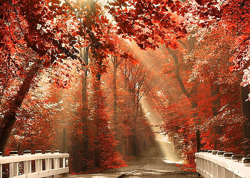 The little white bridge, autumn, white bridge, suns rays, trees, rails, red leaves, HD wallpaper