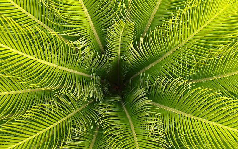 green palm leaves, leaves background, palm leaf frame, palm tree, natural texture, HD wallpaper
