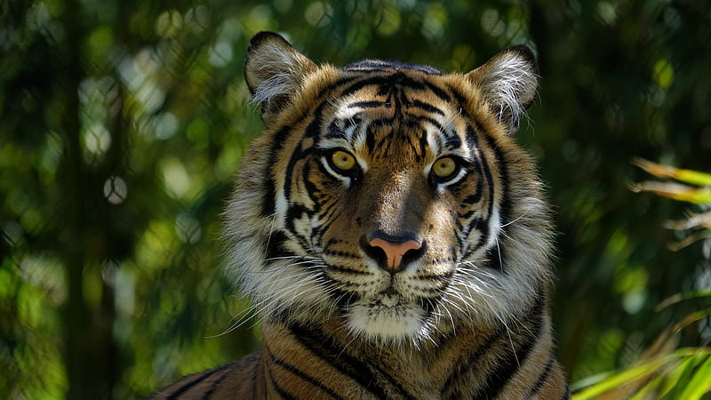 Big Brown Tiger In Green Blur Background Animals, HD wallpaper | Peakpx