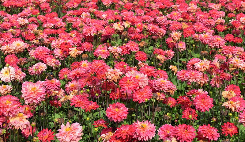 field of pink dahlias, dahlias, flower, field, pink, HD wallpaper