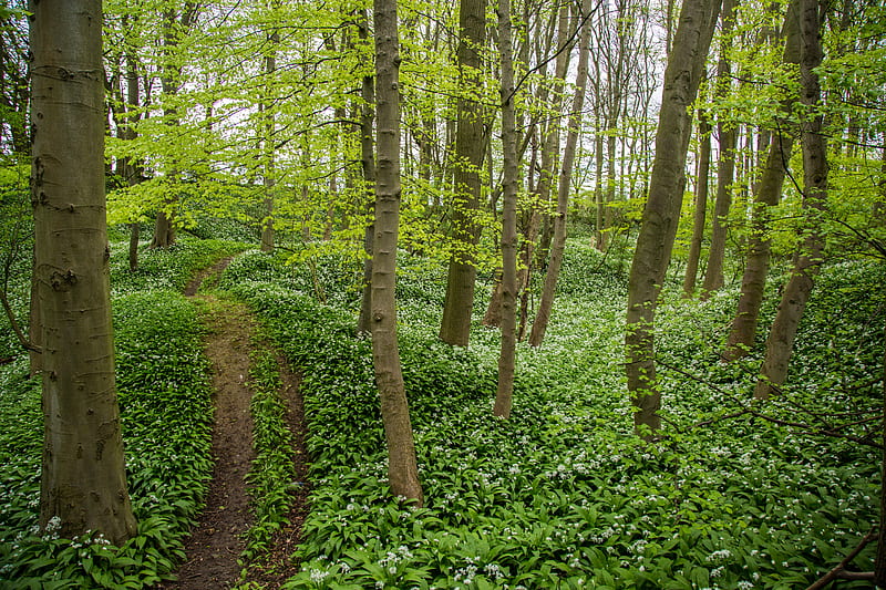 Wild Garlic in the Forest, Forests, Trees, Nature, Garlic, HD wallpaper