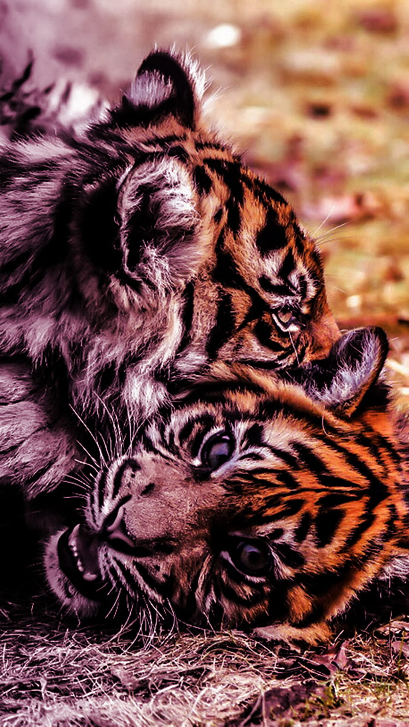 Baby Tigers, HD phone wallpaper