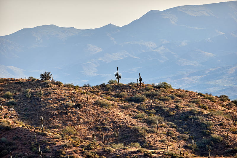cacti, prairie, hills, mountains, rocks, HD wallpaper