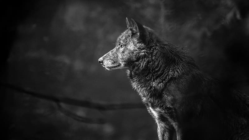 Muzzle, Wolf, Animal, Black & White, Wolves, HD wallpaper | Peakpx