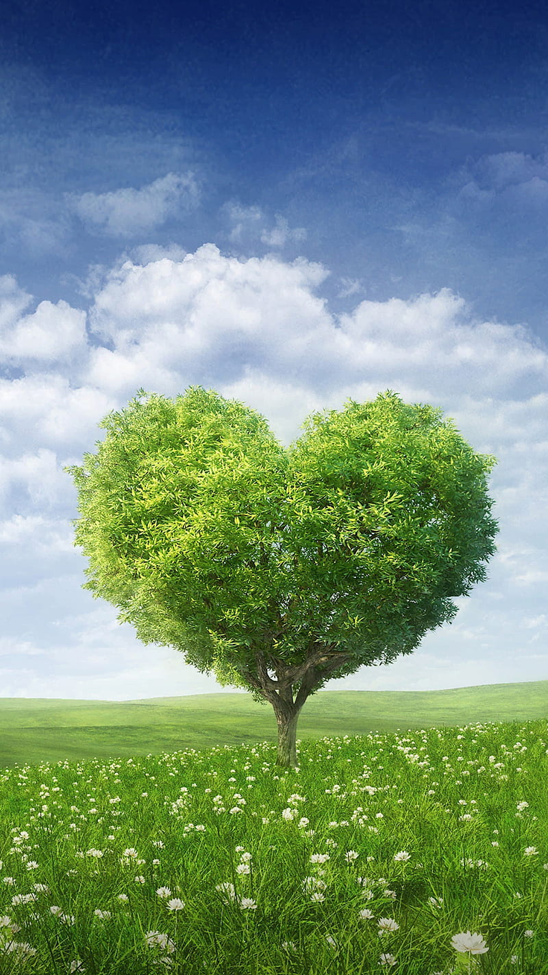 Love tree, nature, HD phone wallpaper | Peakpx