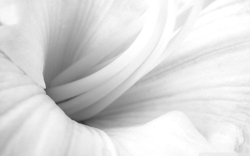 lilies close up black and white-Flowers, HD wallpaper
