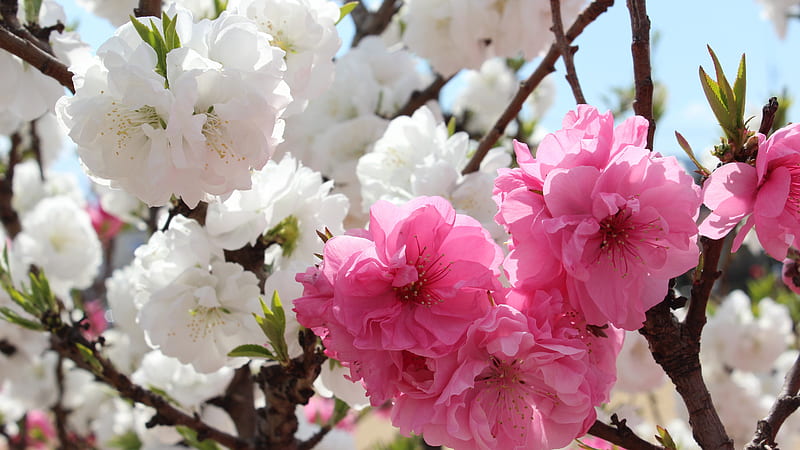 White And Pink Sakura Flowers Branch Spring Blossom Flowers, HD wallpaper