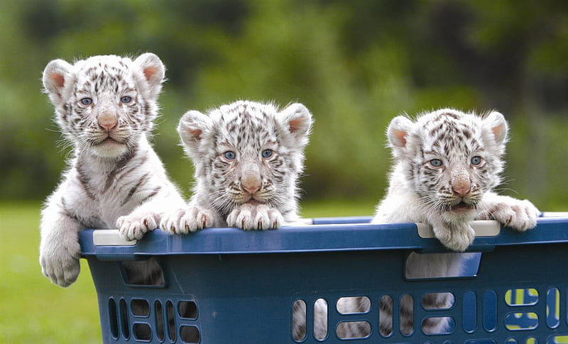 Tiger Cubs, curios, tigers, three, kittens, rare, sweet, alert, basket, white, cats, blue, HD wallpaper