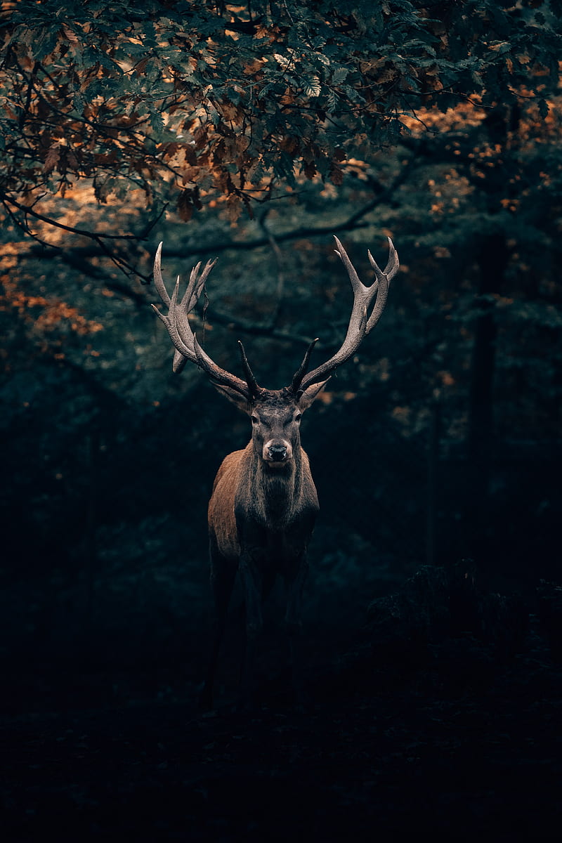 brown deer under tree, HD phone wallpaper
