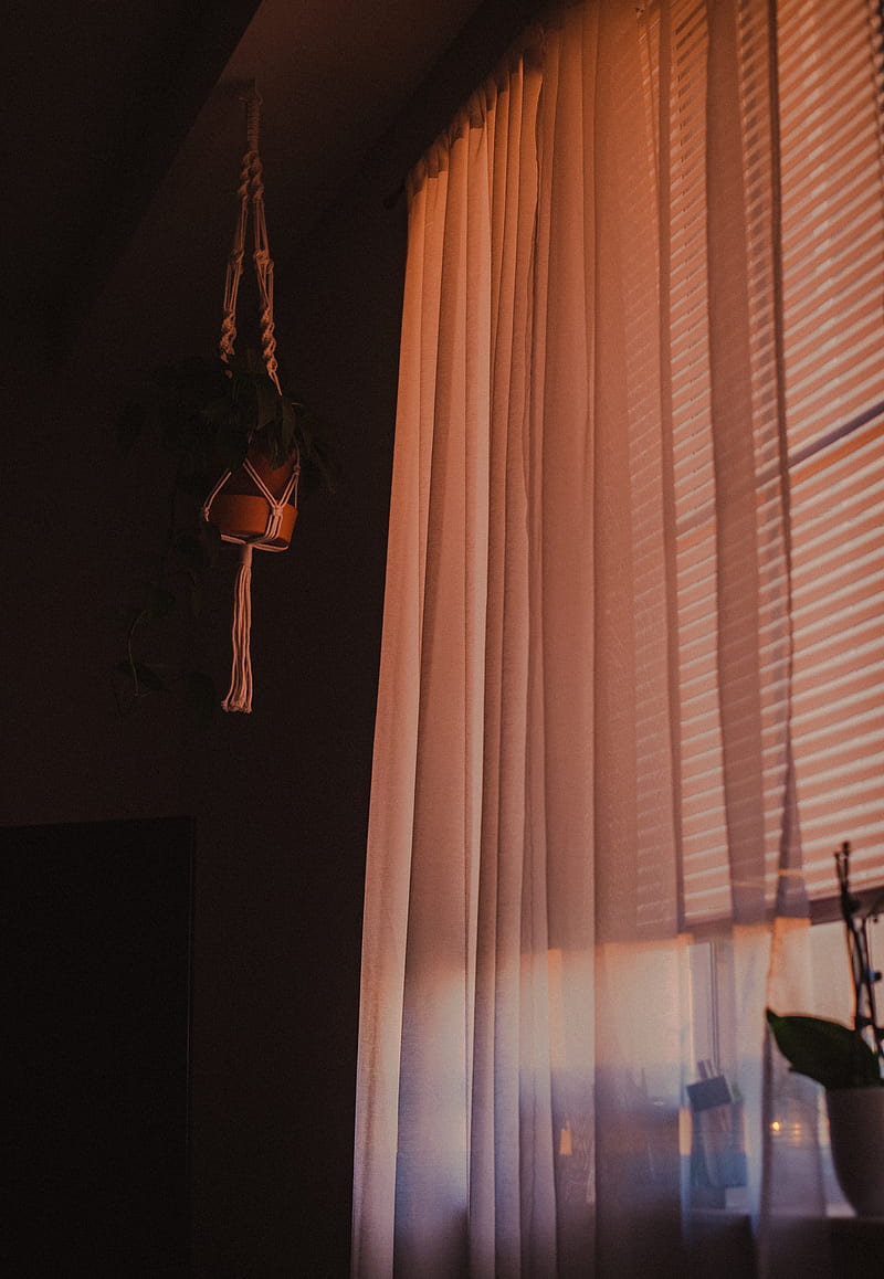 room, dark, interior, window, curtain, flower, HD phone wallpaper