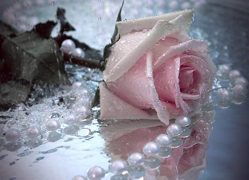 Pink Rose, water, roses, pink, perals, HD wallpaper
