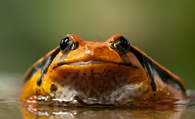 Frog, herpetology, zoology, animals, freshwater animals, amphibian, HD wallpaper