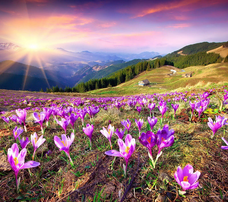 Spring Flowers, crocus, field, flowers, meadow, spring, sunset, HD wallpaper