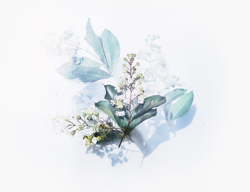 white flowering plant artwork, HD wallpaper
