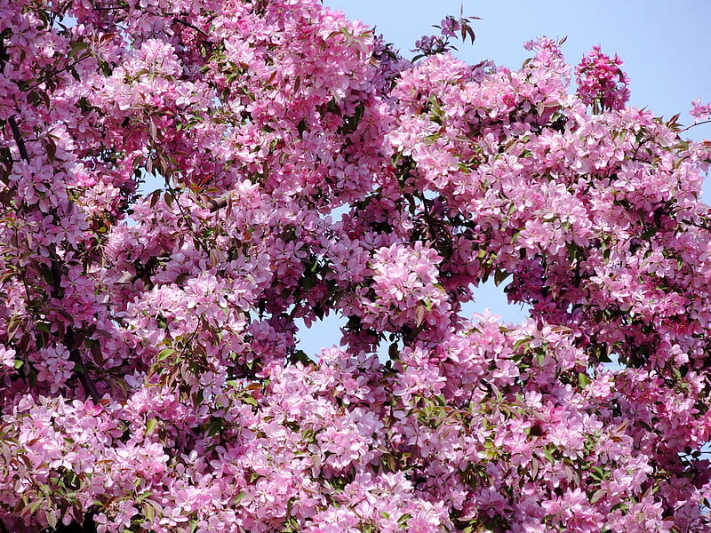 Pink Blossoms, Crab Apple Tree, Apple Blossoms, Summer, graphy, Flowers, Nature, HD wallpaper