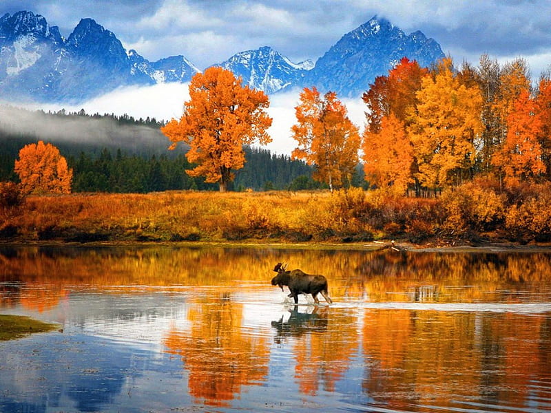 Canadian autumn, autumn, gold, moose, orange, trees, lake, HD wallpaper