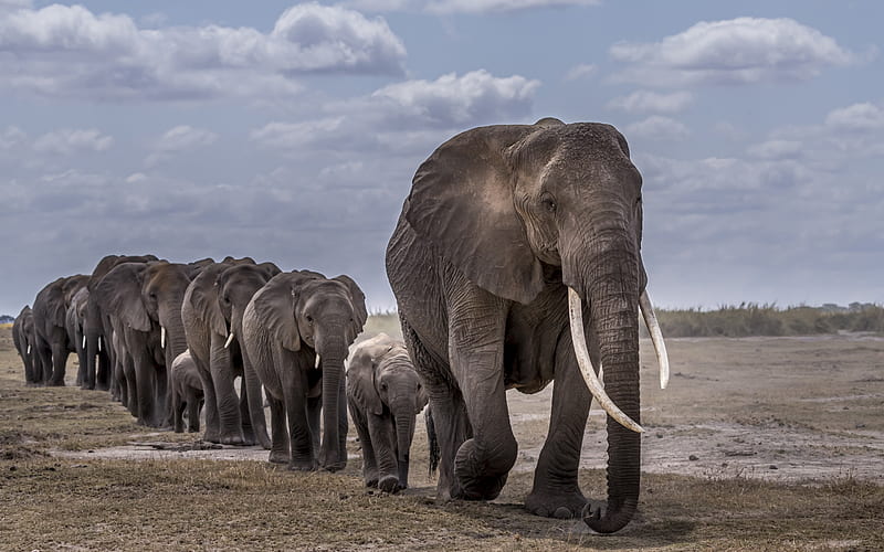 elephants, wildlife, wild animals, herd of elephants, elephant family, little elephants, HD wallpaper