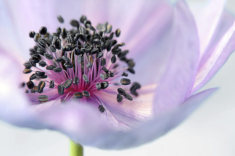 Pink Whit and Black Flower, HD wallpaper