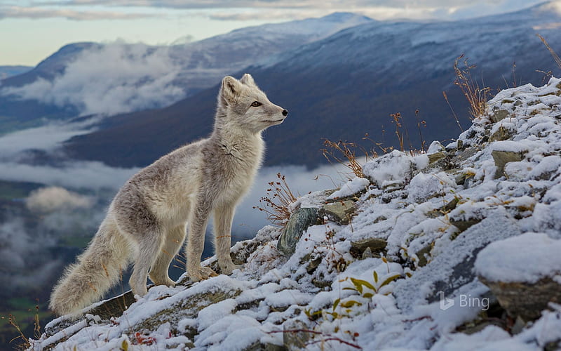 An arctic fox Norway 2018 Bing, HD wallpaper