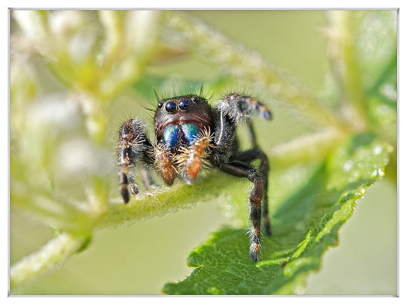 Jumping Spider , spiders, animals, animal, insects, macro-, HD wallpaper