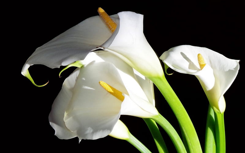 Alcatraces blancas, flores blancas, flores, alcatraces, lirios, naturaleza,  blanco, Fondo de pantalla HD | Peakpx