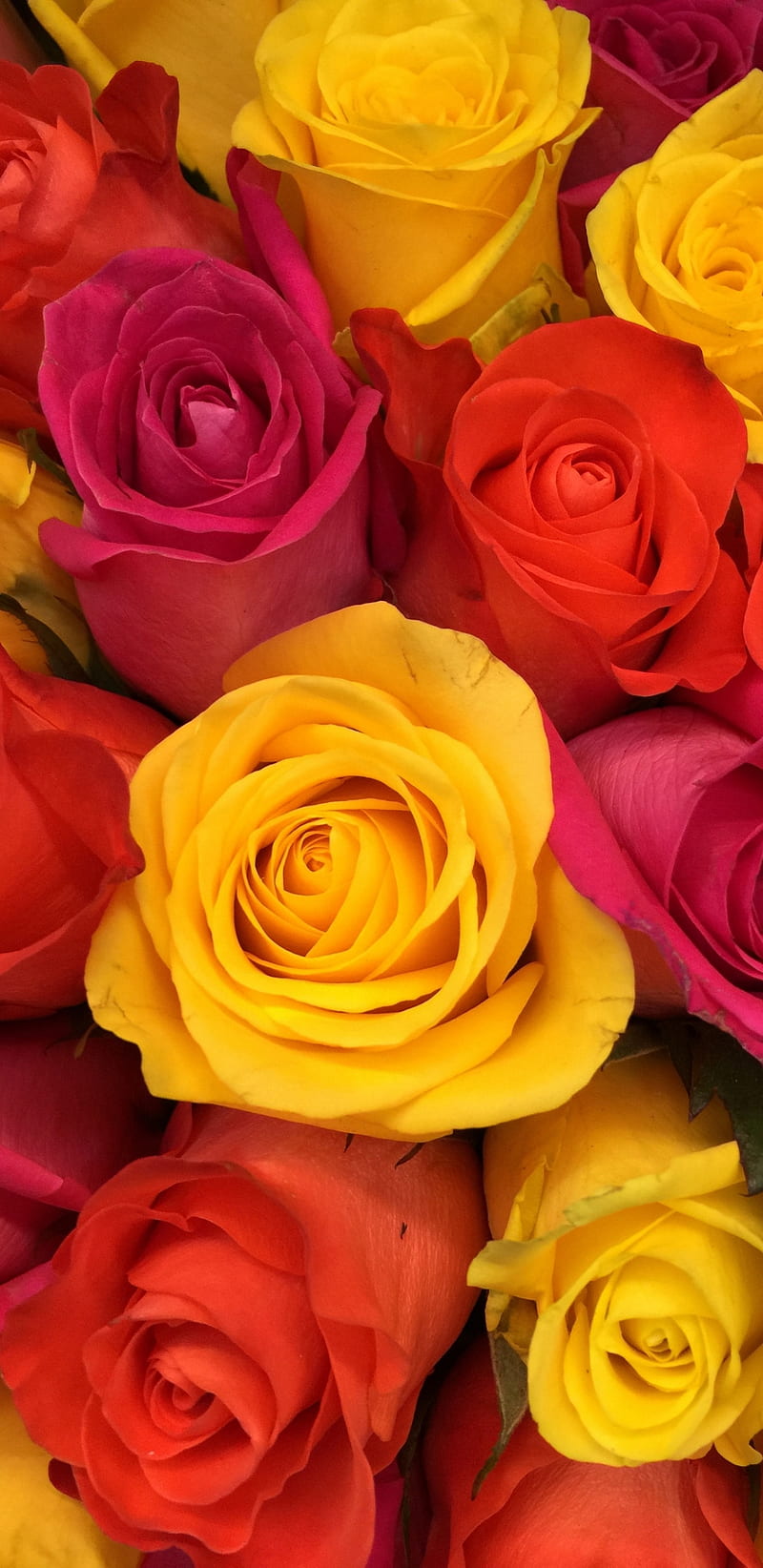 Roses, rose, yellow, HD phone wallpaper | Peakpx