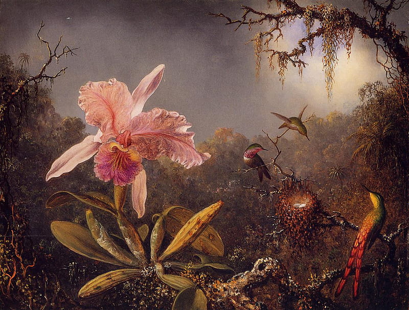 orchid and three hummingbirds, painting, art, martin heade, HD wallpaper