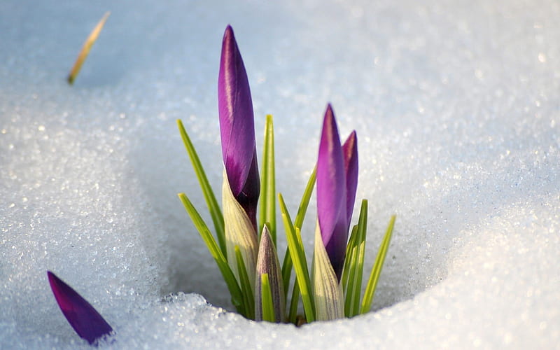 Snowdrops snow spring flowers-Flowers, HD wallpaper