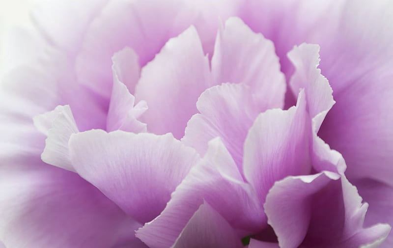 Full Bloom, flowers, petals, lavender, bloom, HD wallpaper