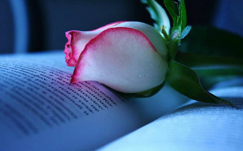 Rose and a book, book, graphy, rose, background, HD wallpaper | Peakpx