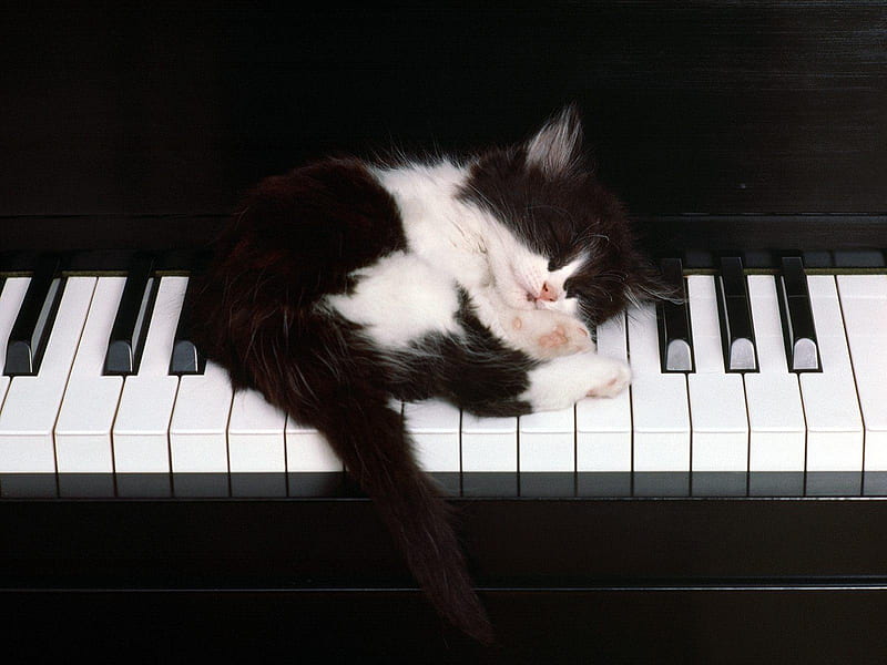 Musician cat, music, cat, kitten, animal, piano, HD wallpaper
