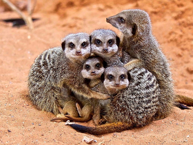Meerkats, cute, merkat, animal, africa, HD wallpaper