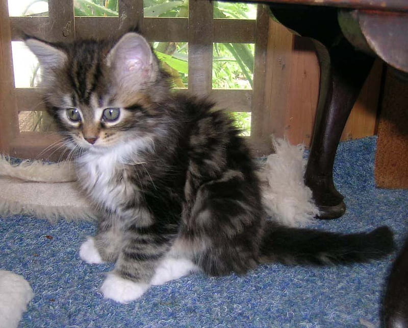 Silver Tabby Maine Coon Kitten, maine coon, mackeral tabby, kitten, silver, HD wallpaper