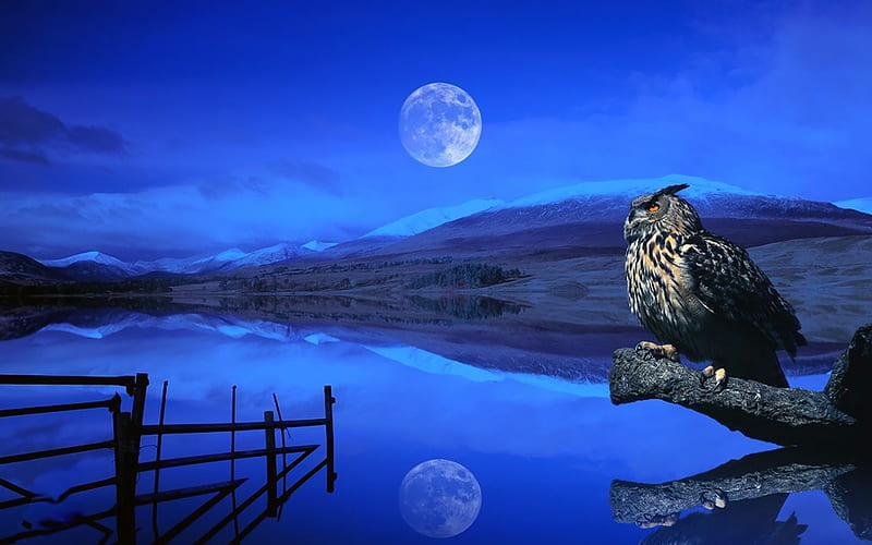 Eagle Owl, helsinki citizen of the year, cliffs, nocturnal, Entropy, rocky areas engle owl, forests, HD wallpaper