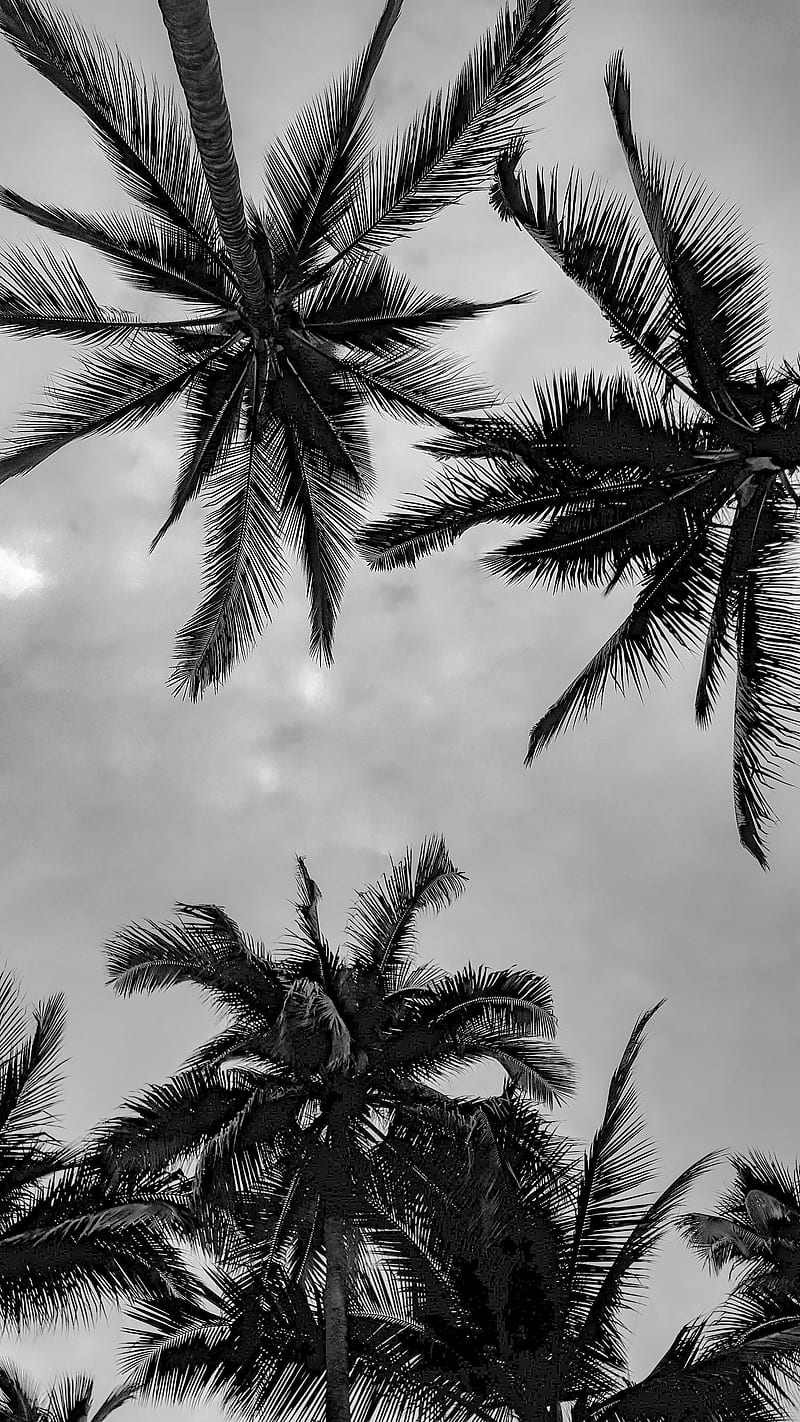 HD black and white palm wallpapers  Peakpx