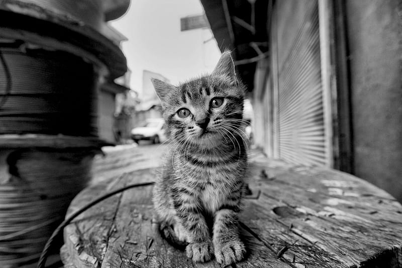 ADOPT ME ,PLEASE!, cute, lonely, kitten, animal, HD wallpaper