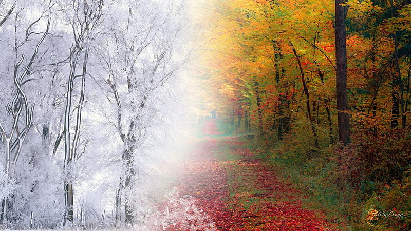 From Fall To Winter, fall, autumn, collage, trees, seasons, winter, cold, leaves, snowing, snow, path, trail, lane, road, HD wallpaper