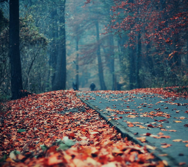 Autumn, leaves, park, red, road, HD wallpaper
