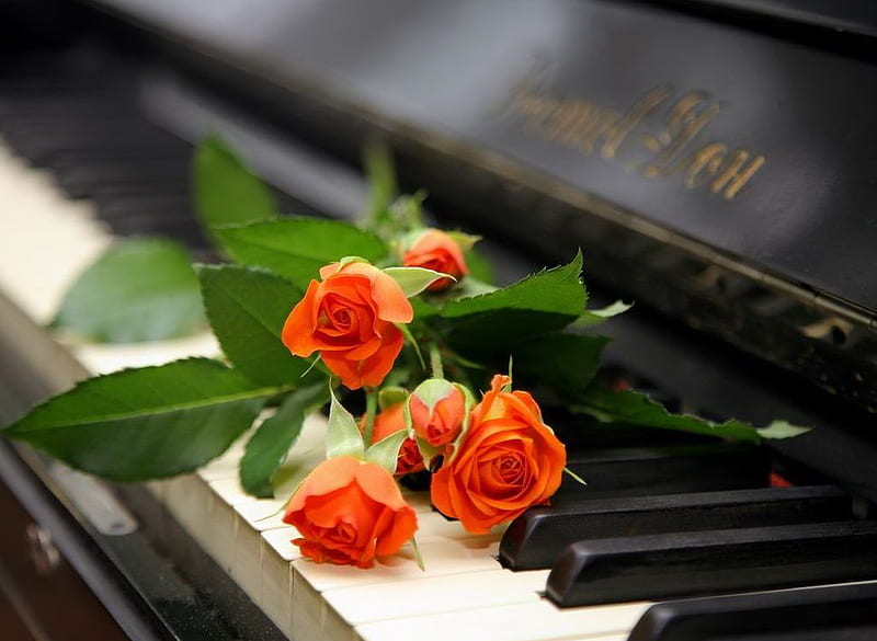 Synphony Flowers Keyboard Roses Music Hd Wallpaper Peakpx