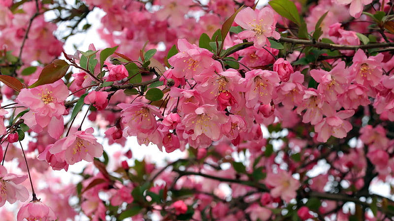 Spring Apple Bloom Blossom Flowers In Branch Flowers, HD wallpaper