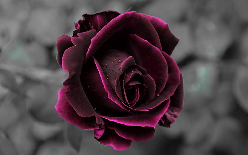 Burgundy rose beautiful burgundy flower roses burgundy rose bud blur HD  wallpaper  Peakpx