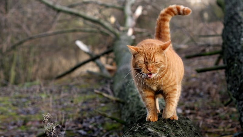 Taking a walk, tree, feline, orange, walking, cat, HD wallpaper