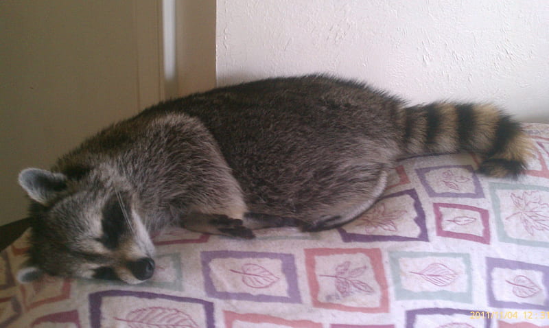 Sleeping Raccoon, critters, pets, sleeping, raccoon, animal, HD wallpaper